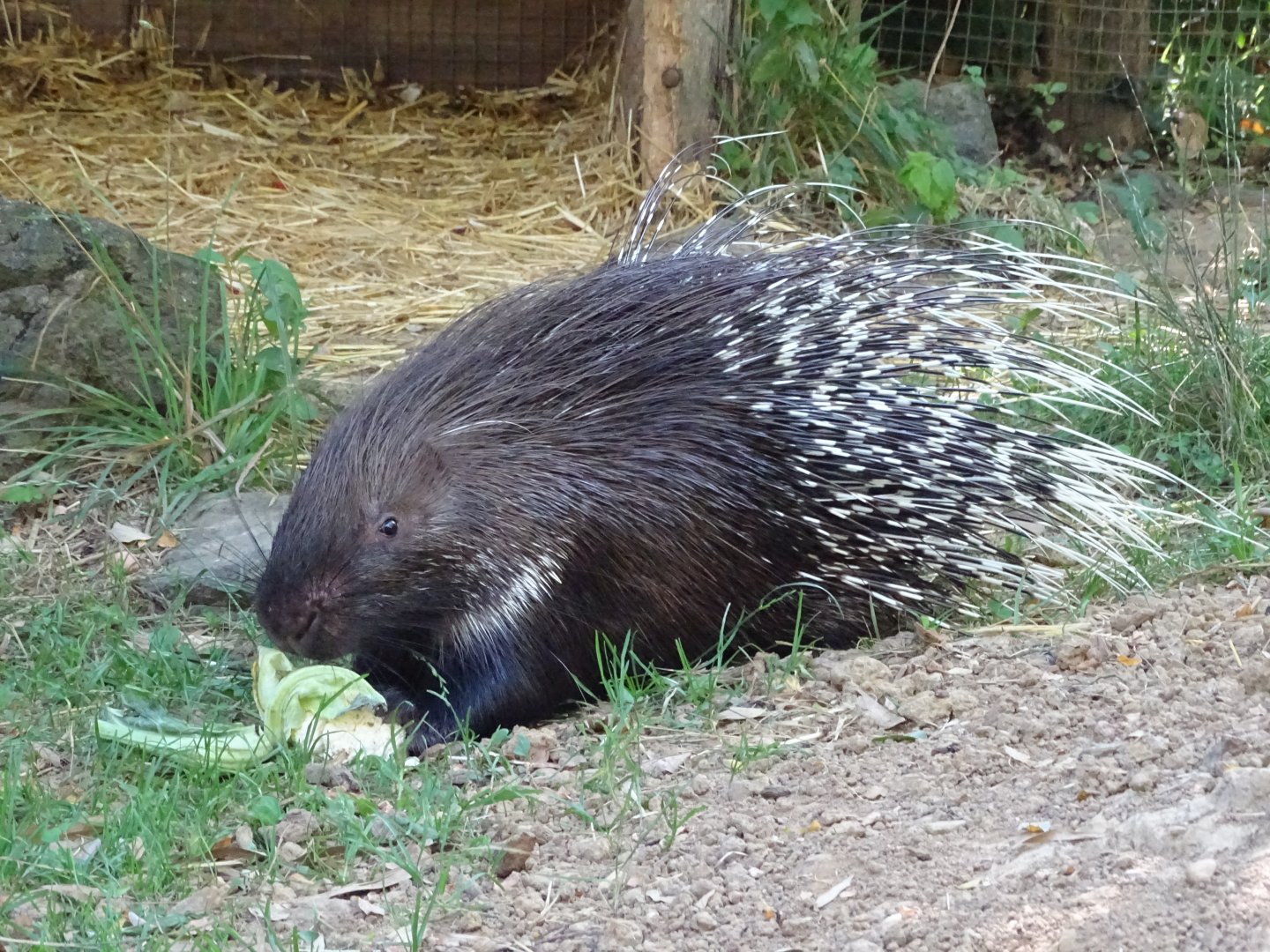 Indian crested porcupine (Hystrix indica)