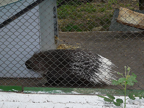Indian Crested Porcupine in Kishinev Zoo