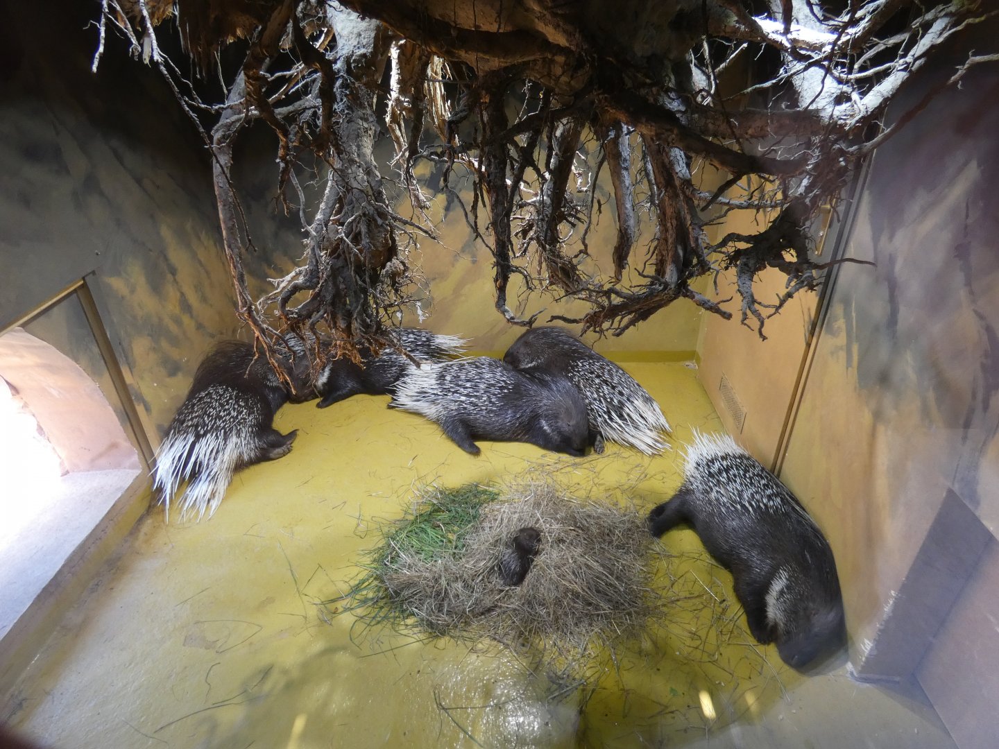 Indian crested porcupine indoor enclosure