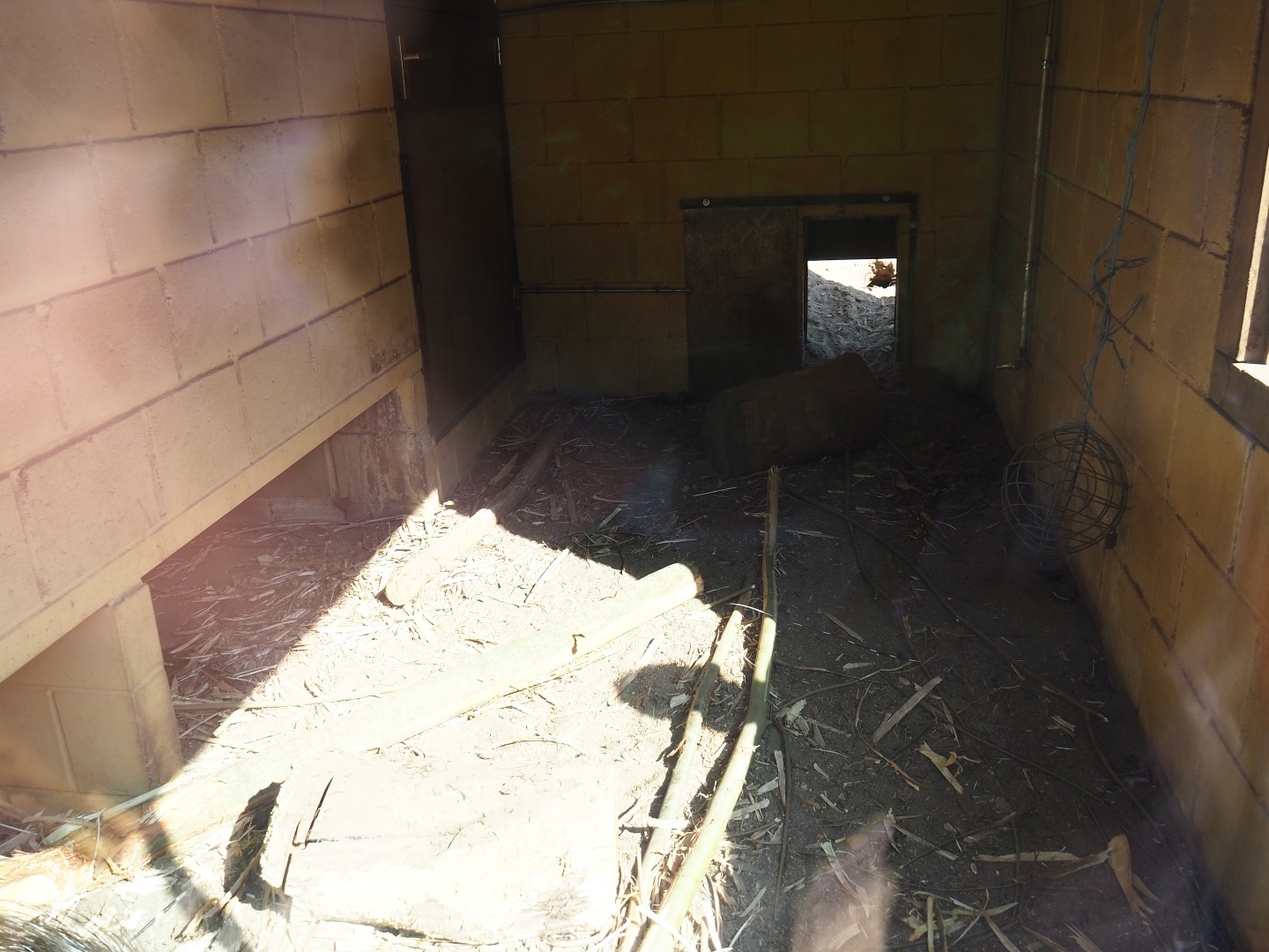 Indian crested porcupine indoor housing, 2019-03-30