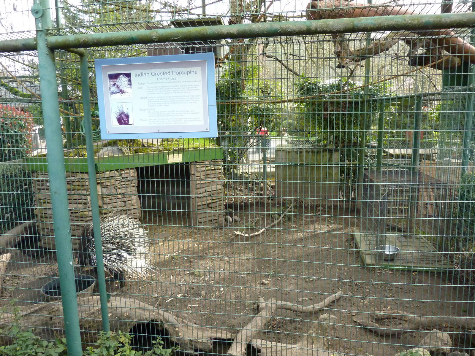 Indian Crested Porcupine/Red Billed Hornbill Exhibit