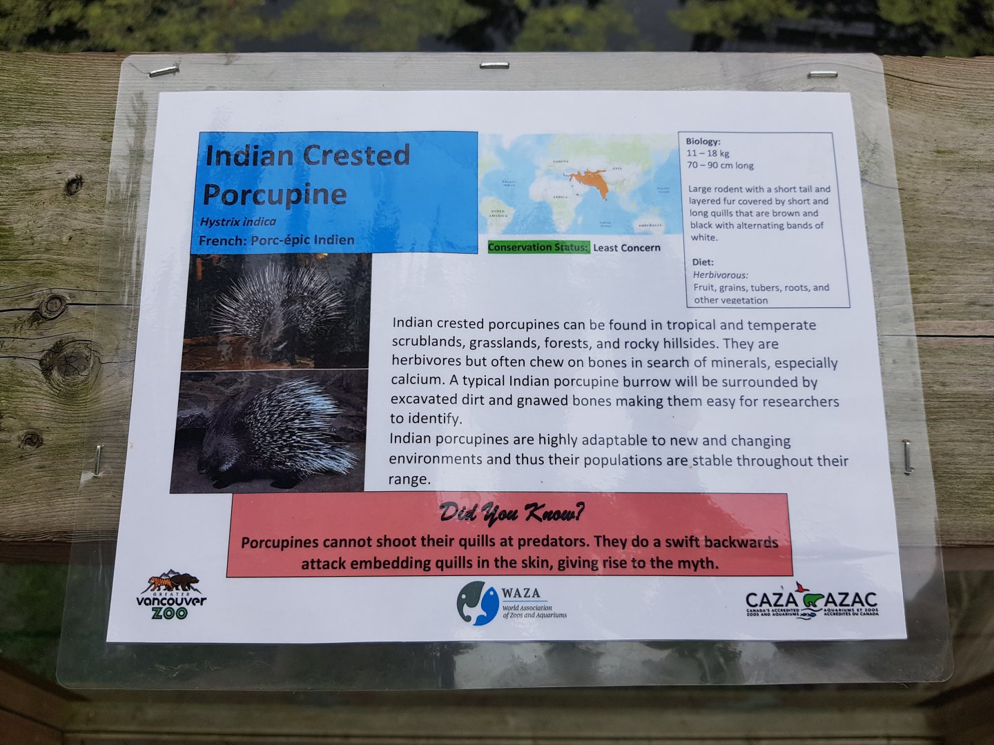 Indian Crested Porcupine Sign