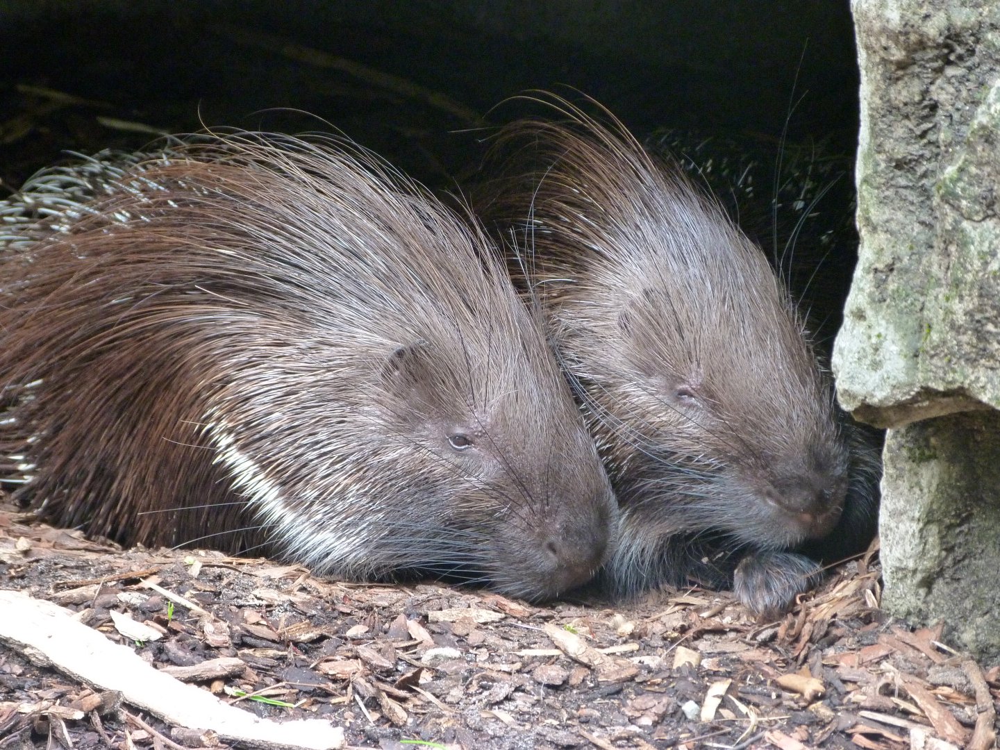 Indian crested porcupine -Tierpark Berlin (2024)