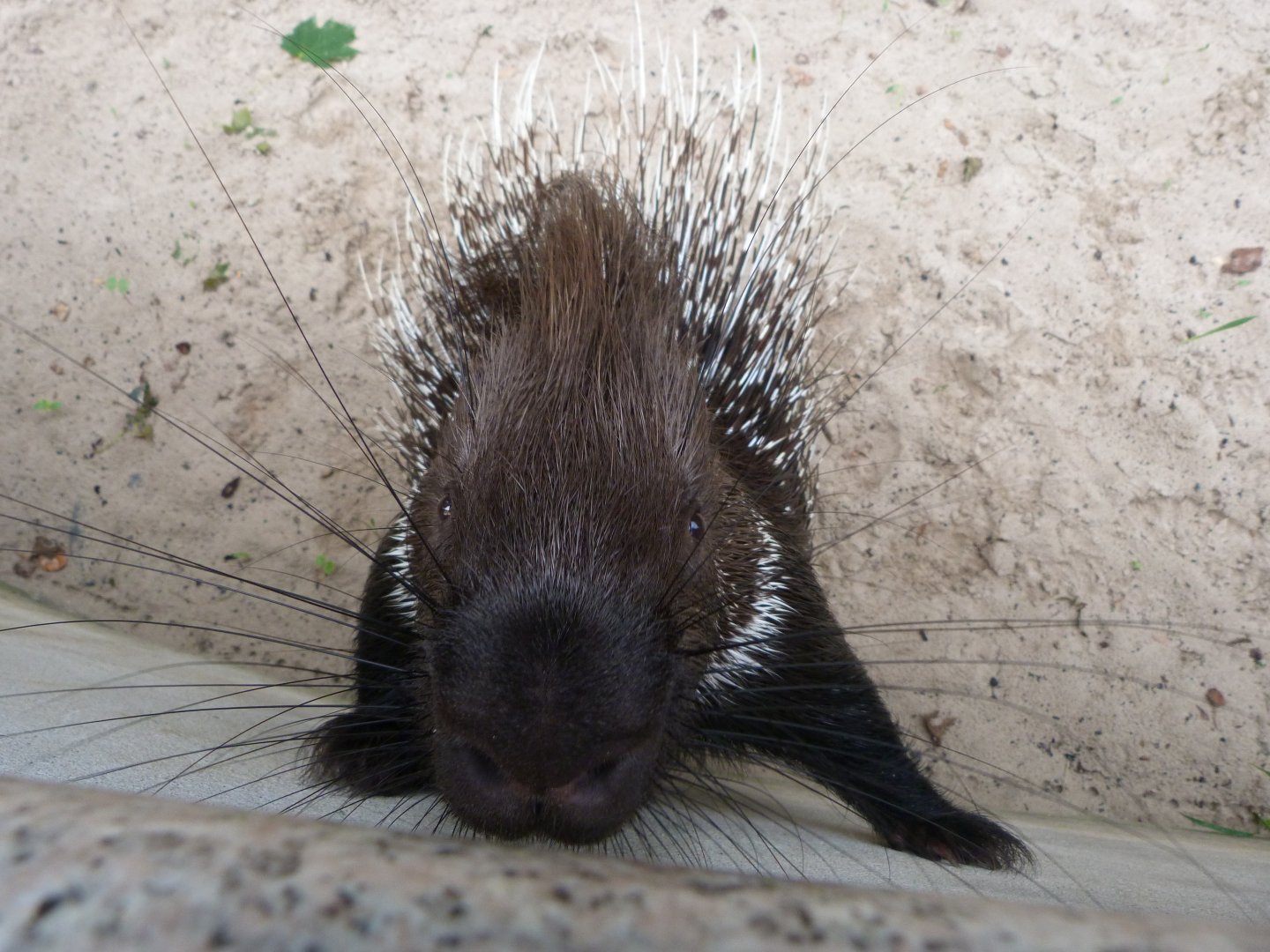 Indian crested porcupine -Tierpark Berlin (2024)