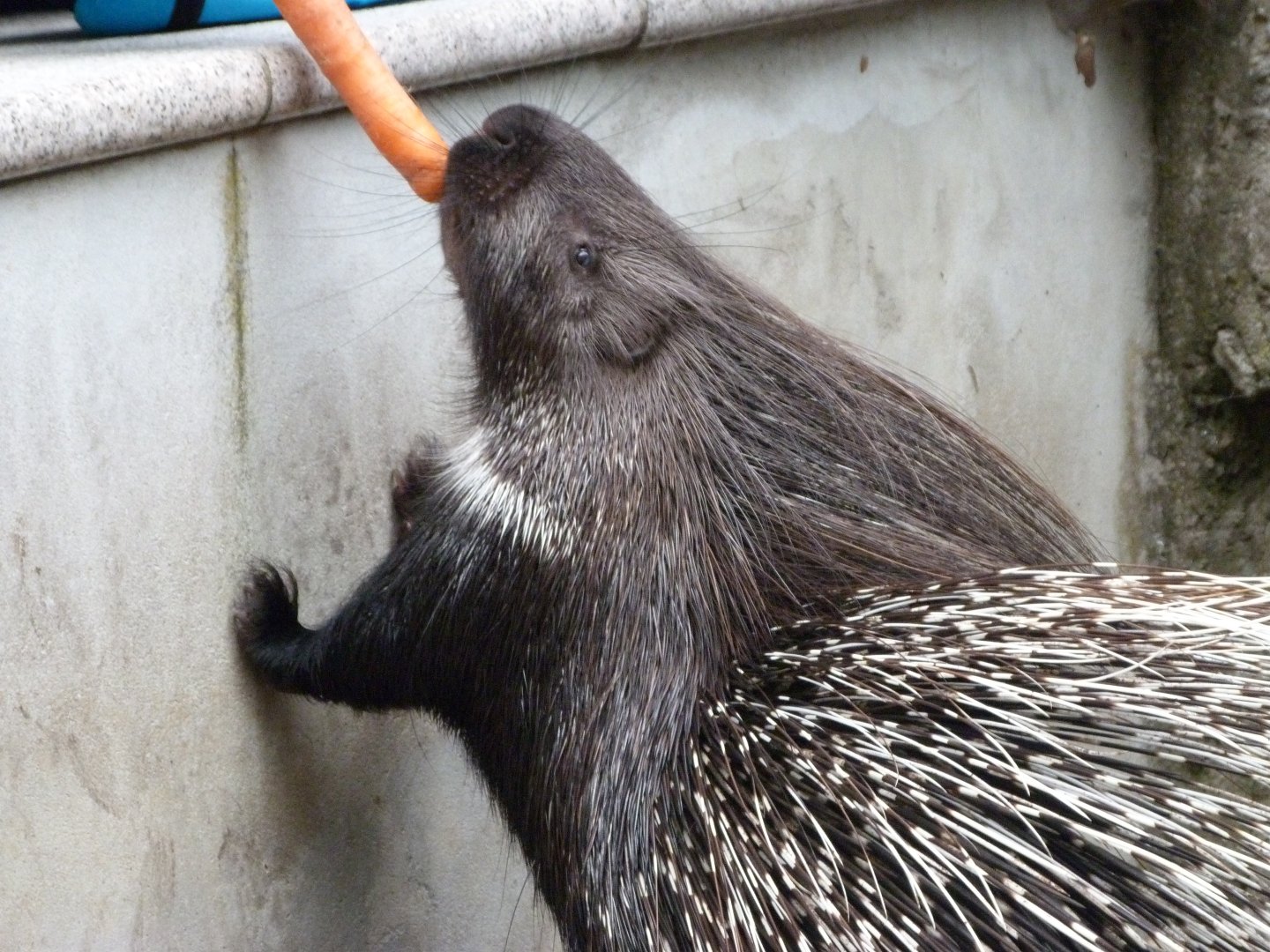 Indian crested porcupine -Tierpark Berlin (2024)