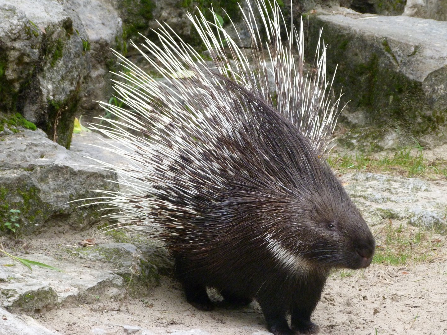 Indian crested porcupine -Tierpark Berlin (2024)