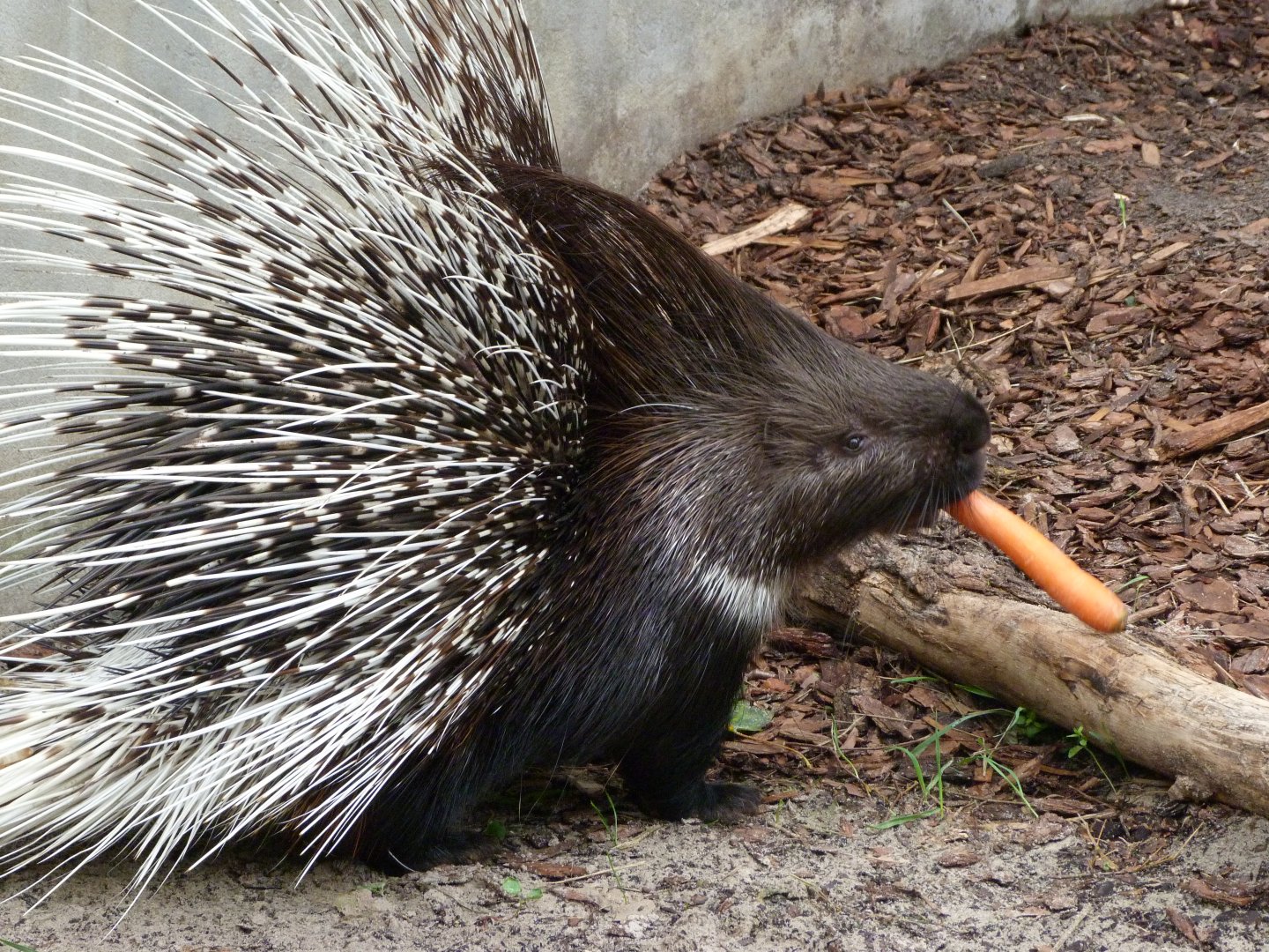 Indian crested porcupine -Tierpark Berlin (2024)