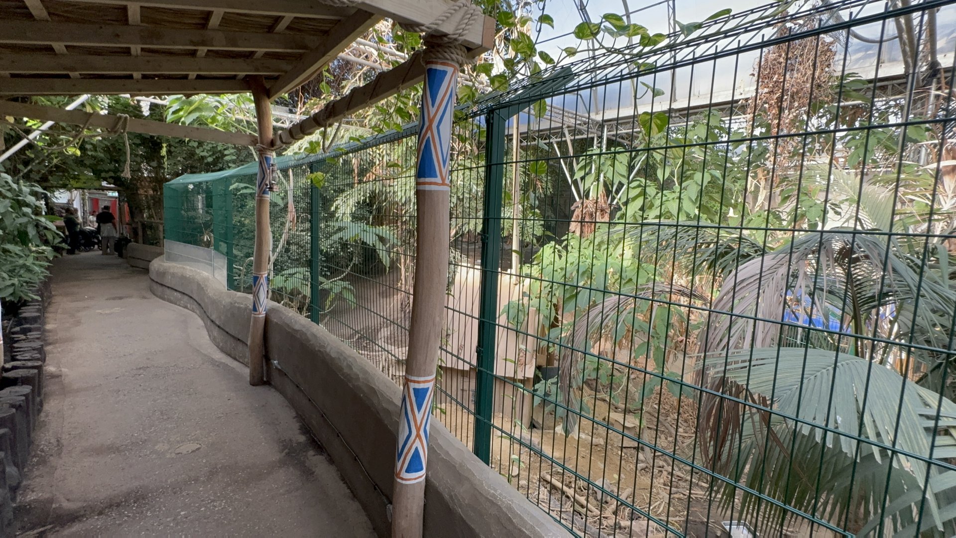 Indian Crested Porcupine Viewing Area at Tropical World (October 2024)
