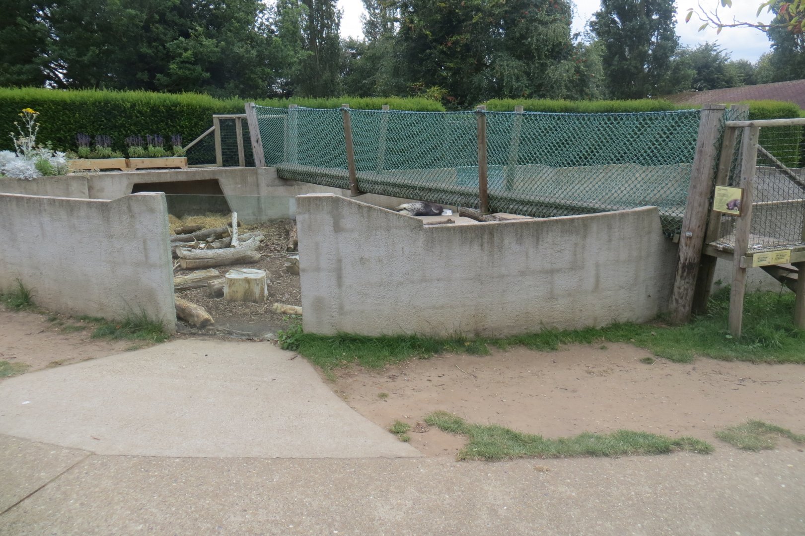 Indian crested porcupine with walkway over top 070819