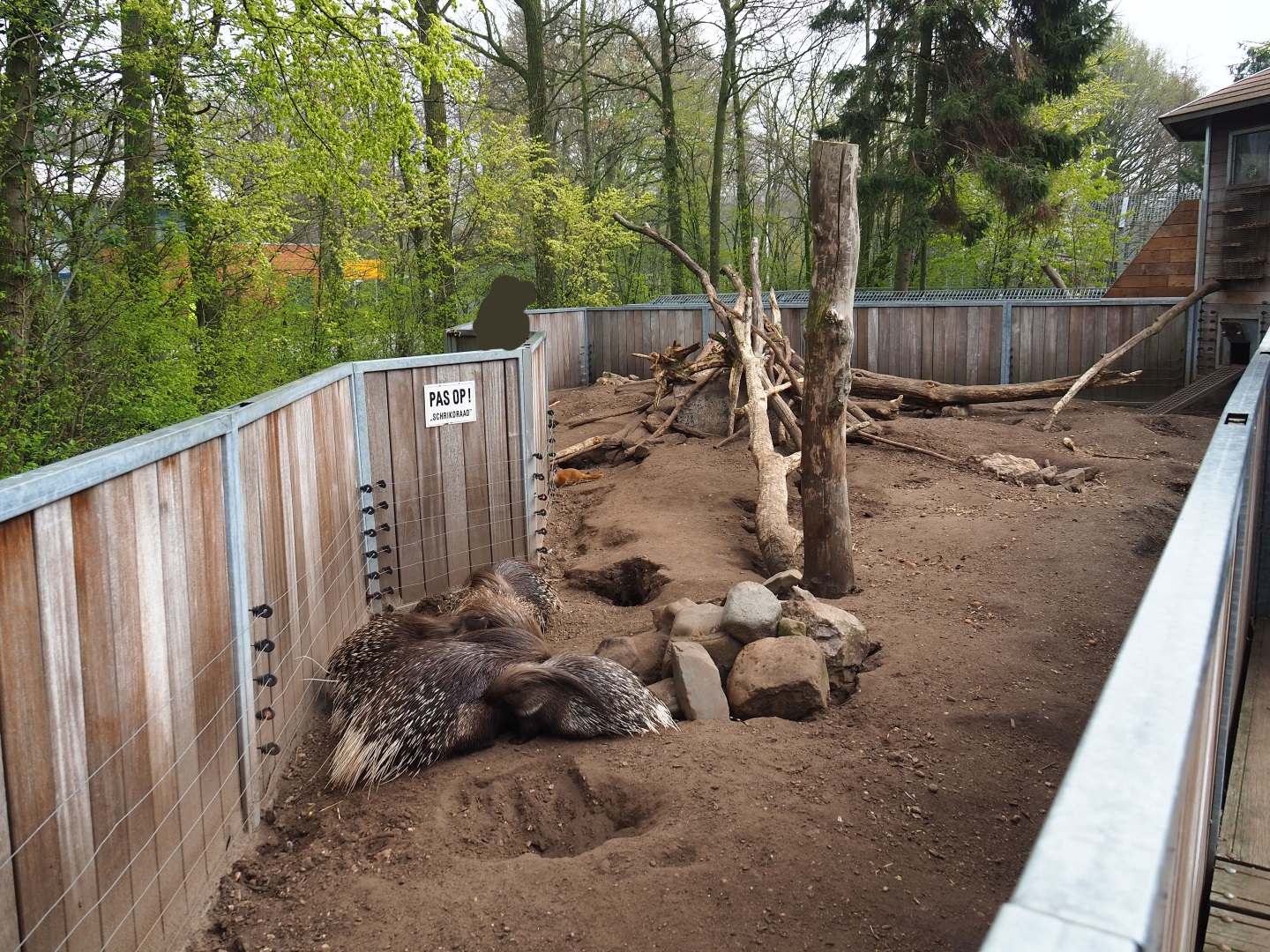 Indian crested porcupine - Yellow mongoose exhibit, 2019-04-06