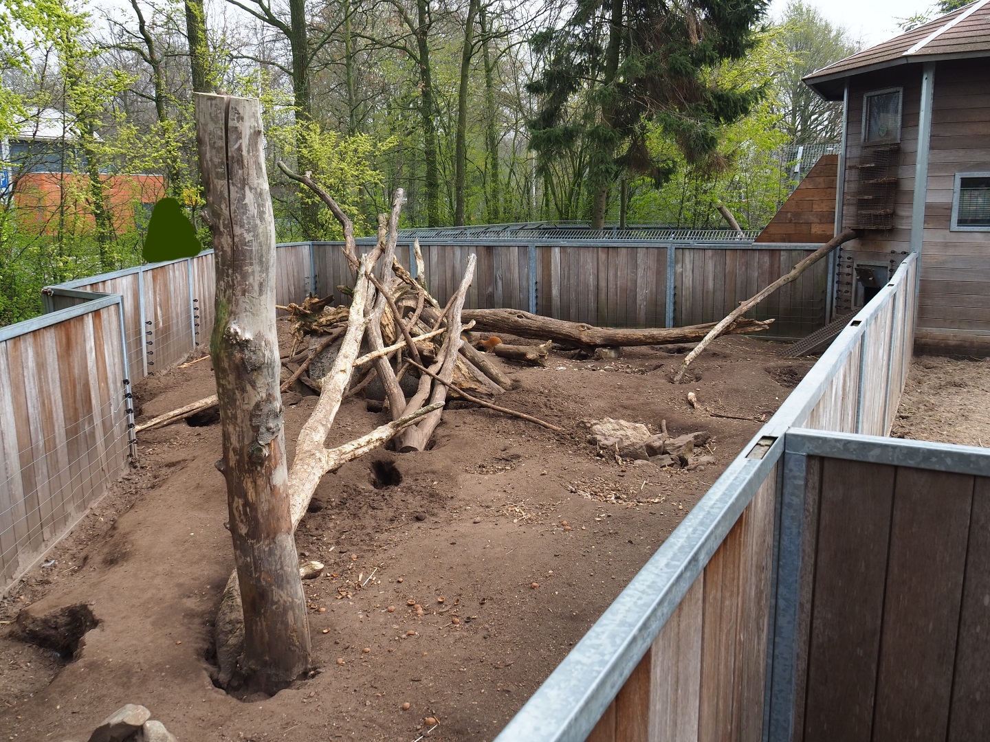 Indian crested porcupine - Yellow mongoose exhibit, 2019-04-06