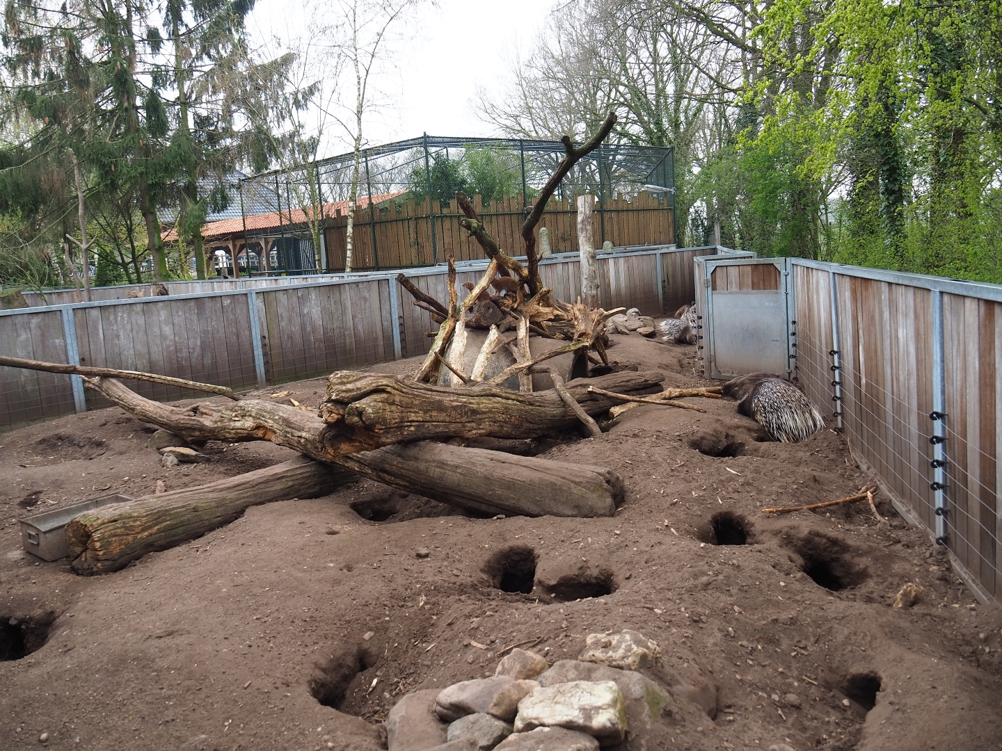 Indian crested porcupine - Yellow mongoose exhibit, 2019-04-06
