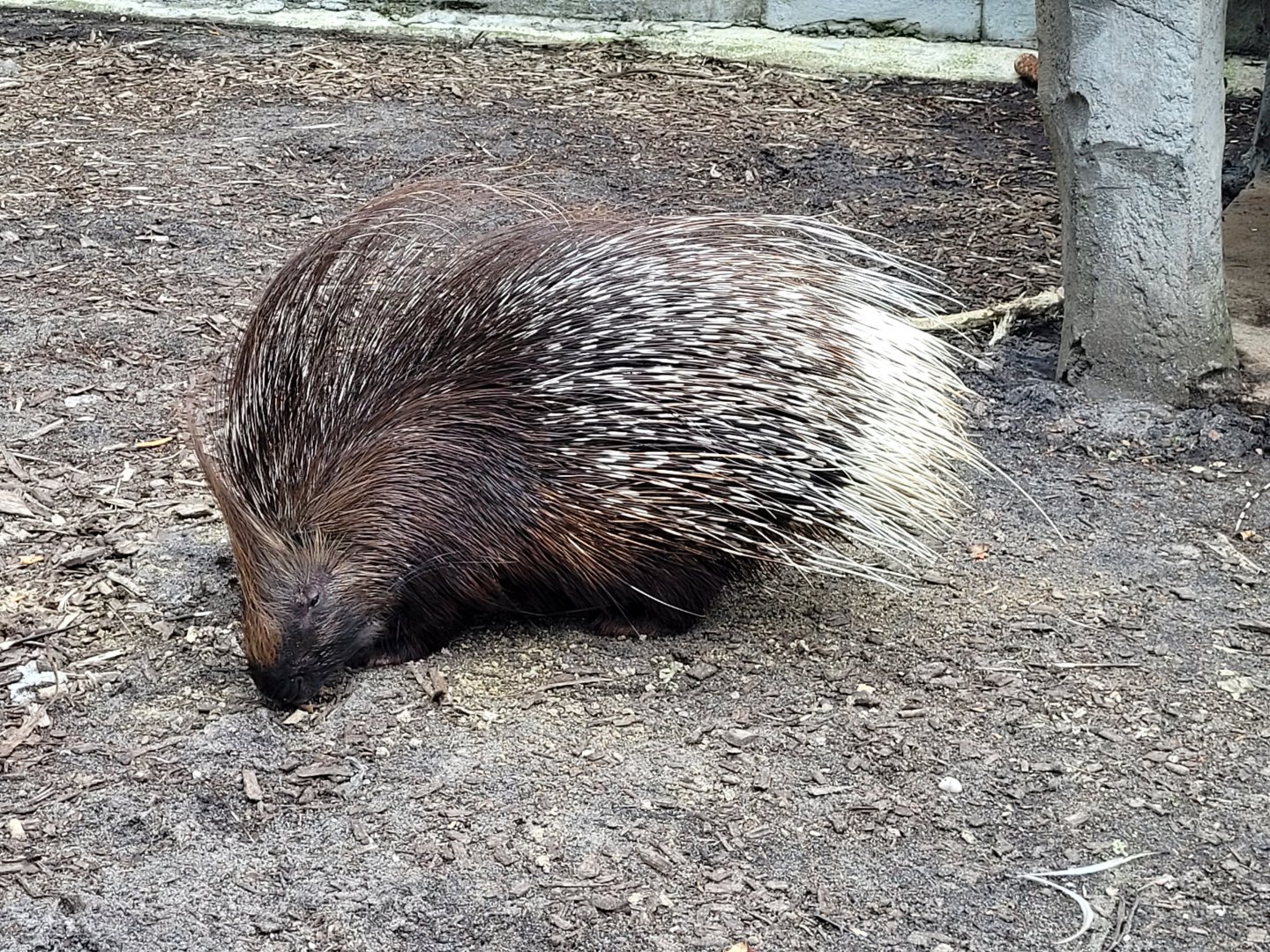 Indian crested porcupine -Zoo du bassin d'Arcachon (2024)
