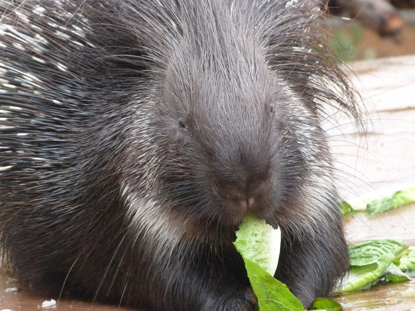 Indian crested porcupine -Zoo Praha (2025)