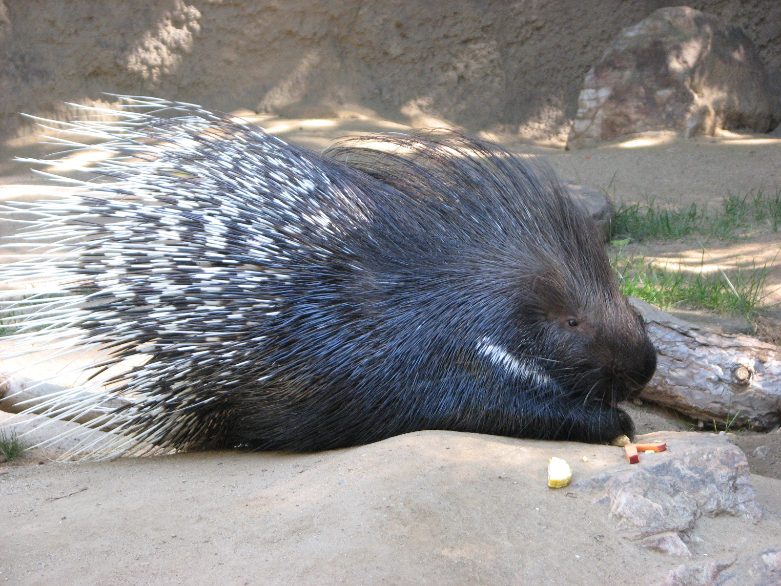 Indian Crested Porcupine