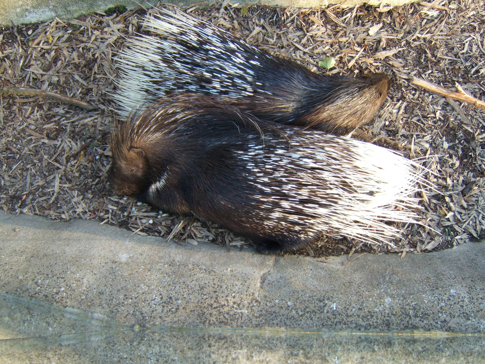 Indian Crested Porcupine
