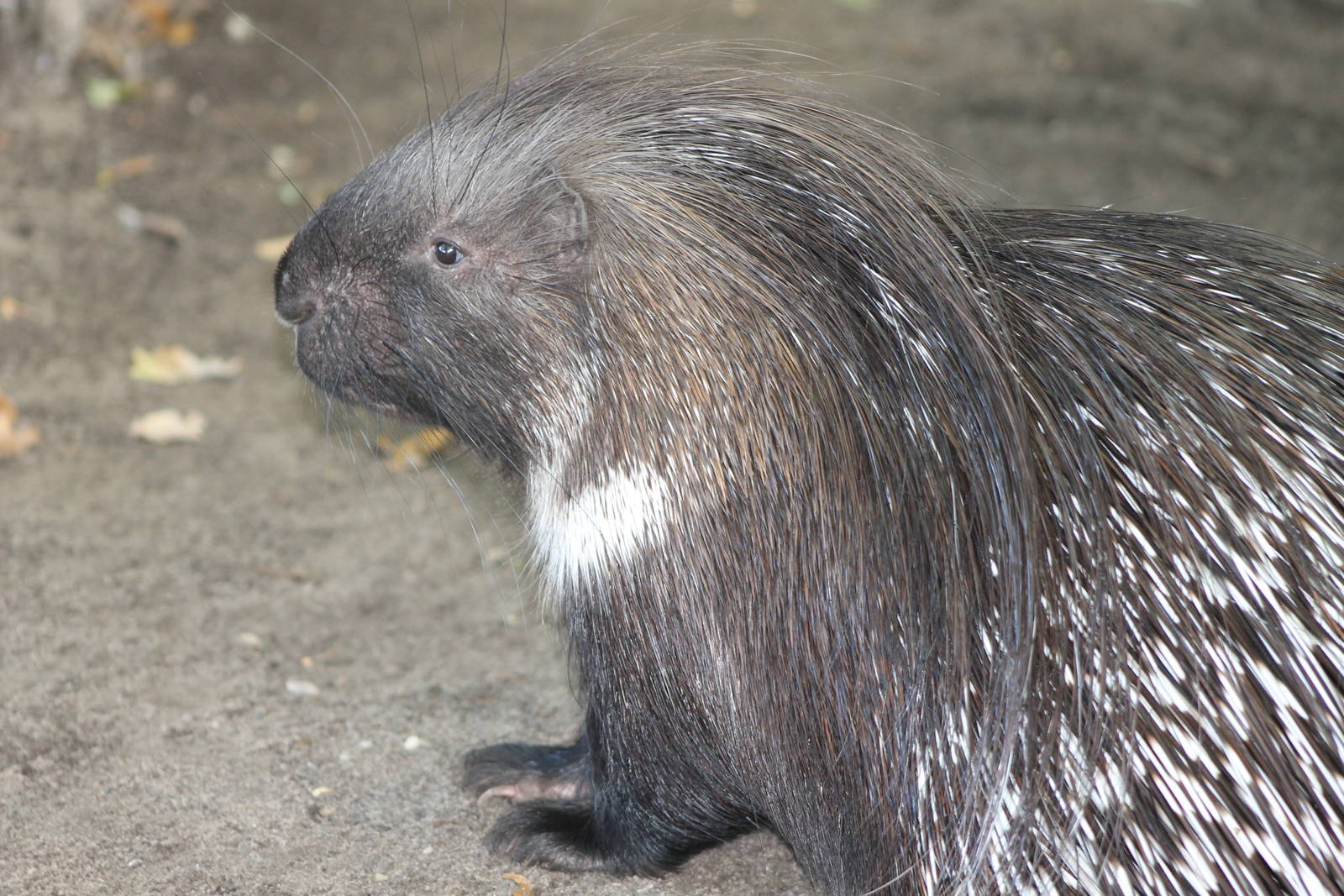 Indian crested porcupine
