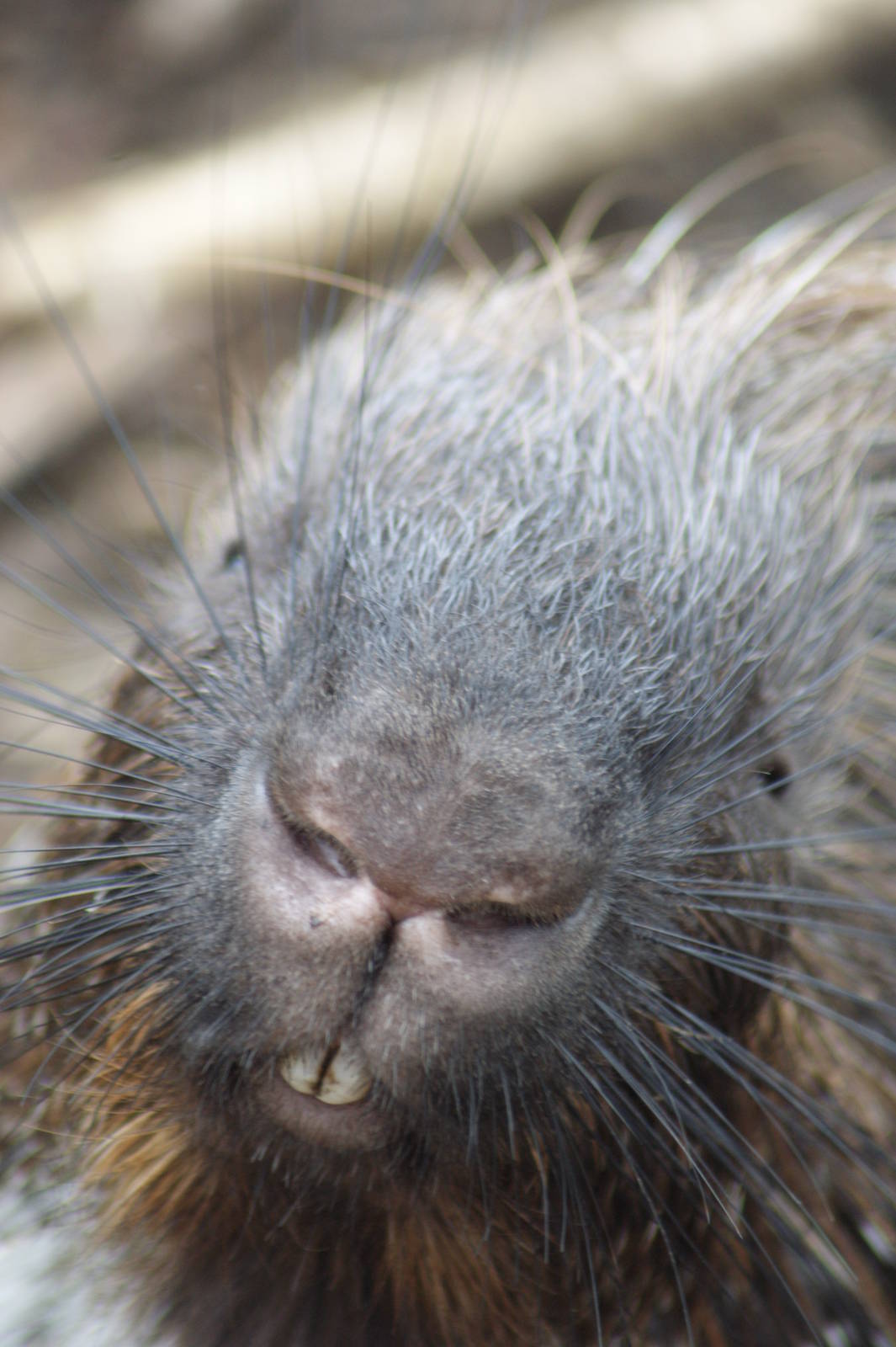 Indian crested porcupine