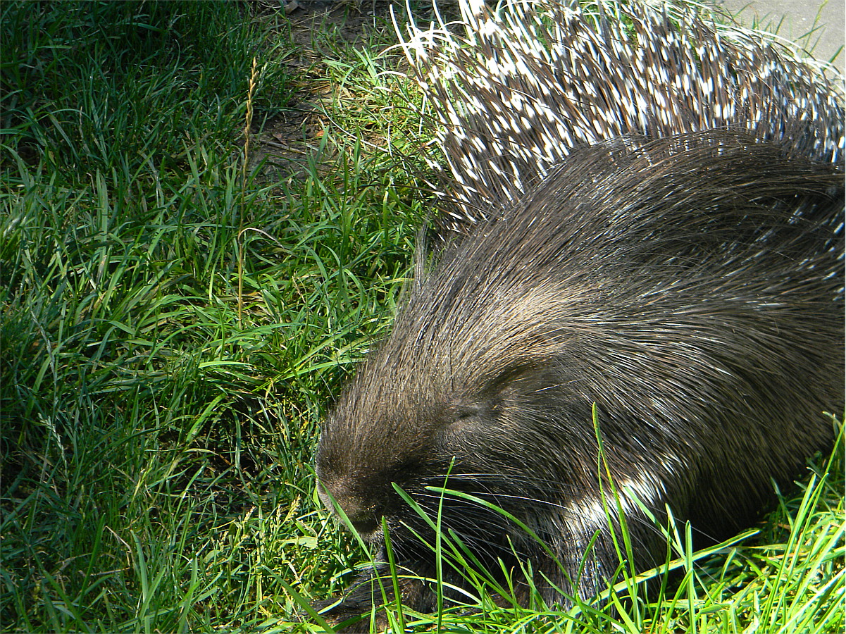 Indian crested porcupine