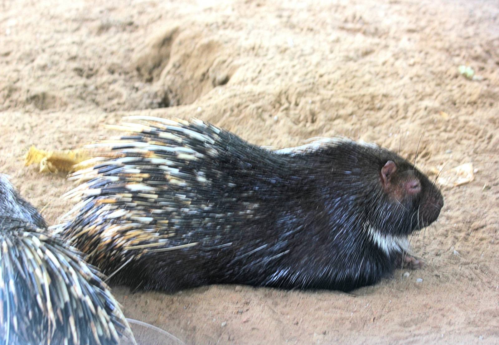 indian crested porcupine