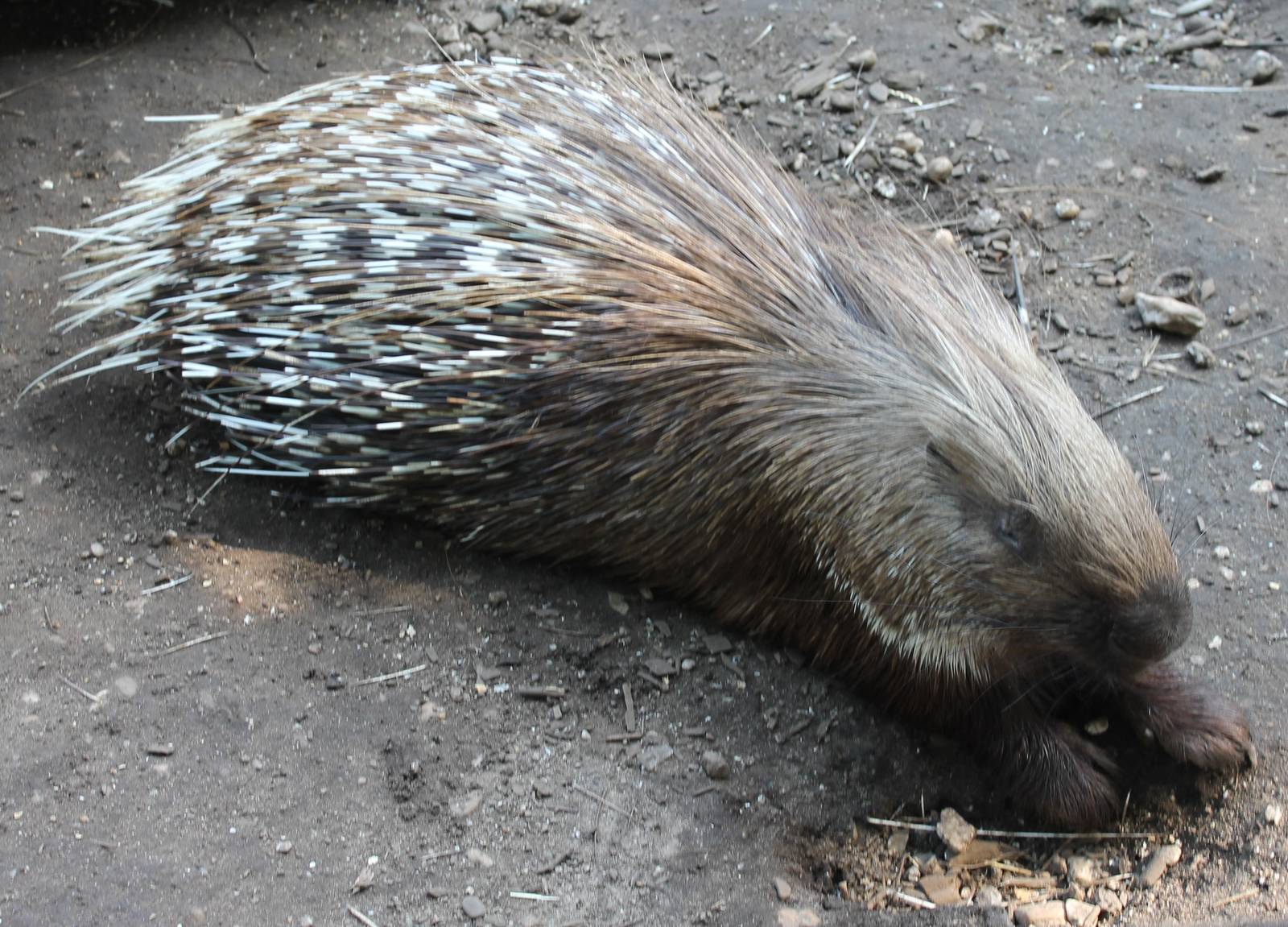 Indian crested porcupine