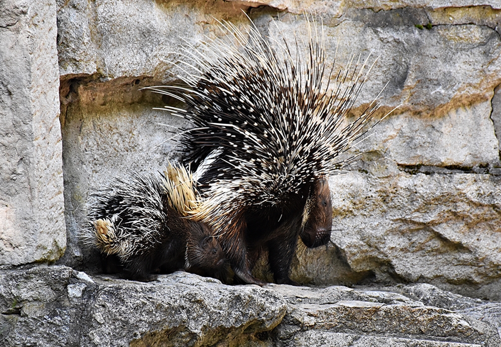 Indian crested porcupine