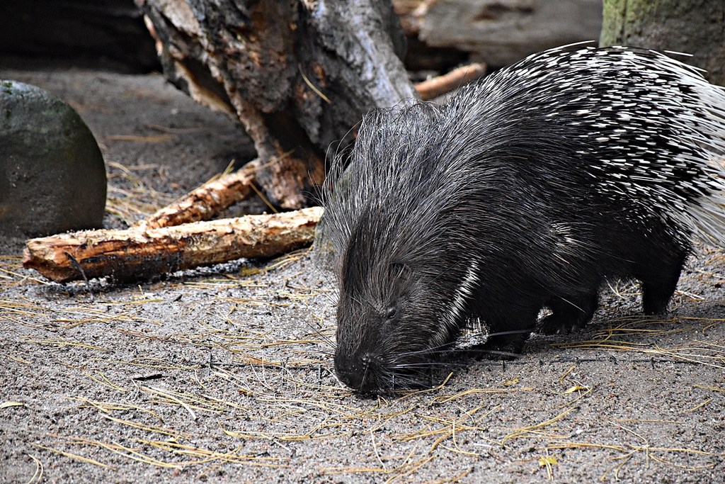 Indian crested porcupine