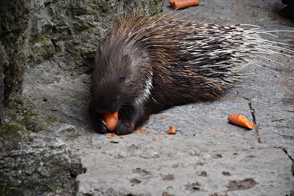 Indian crested porcupine