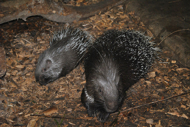 Indian crested porcupine