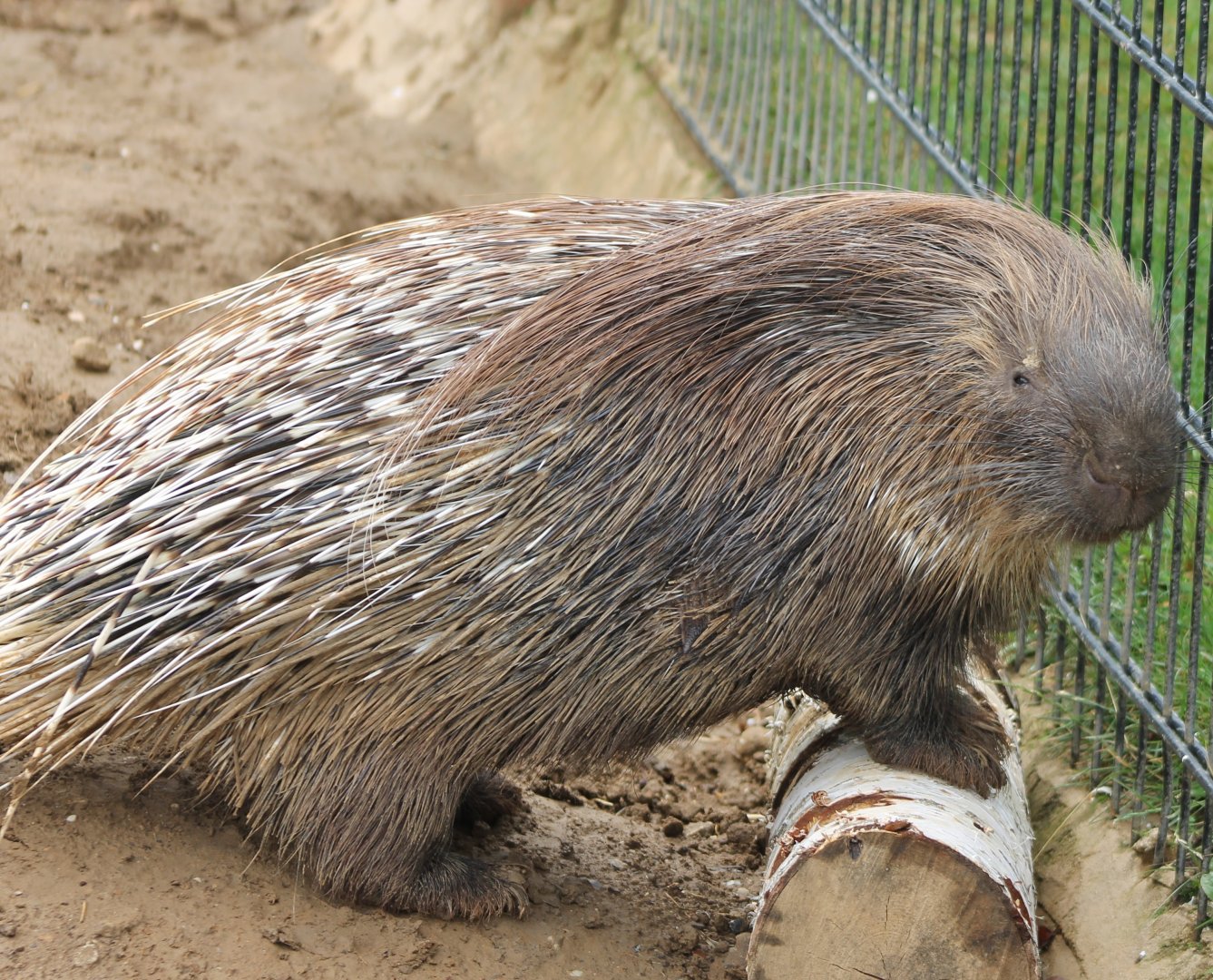 Indian crested porcupine