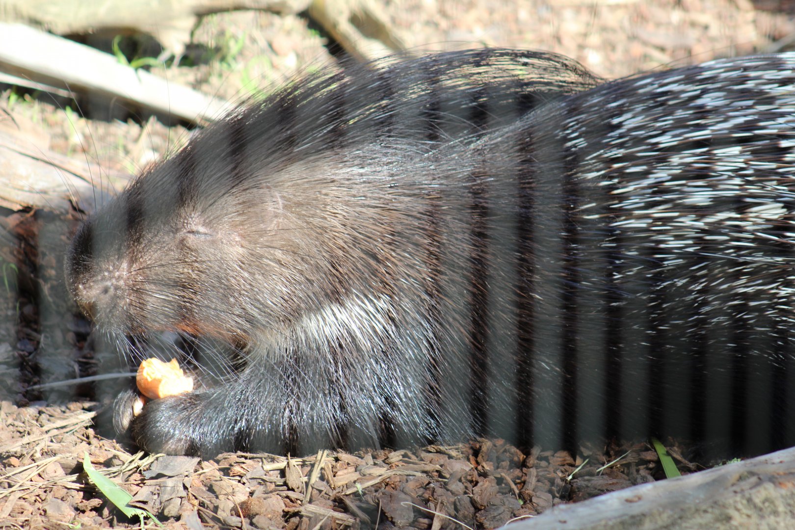 Indian Crested Porcupine