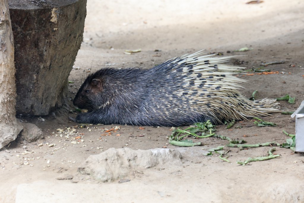 Indian Crested Porcupine