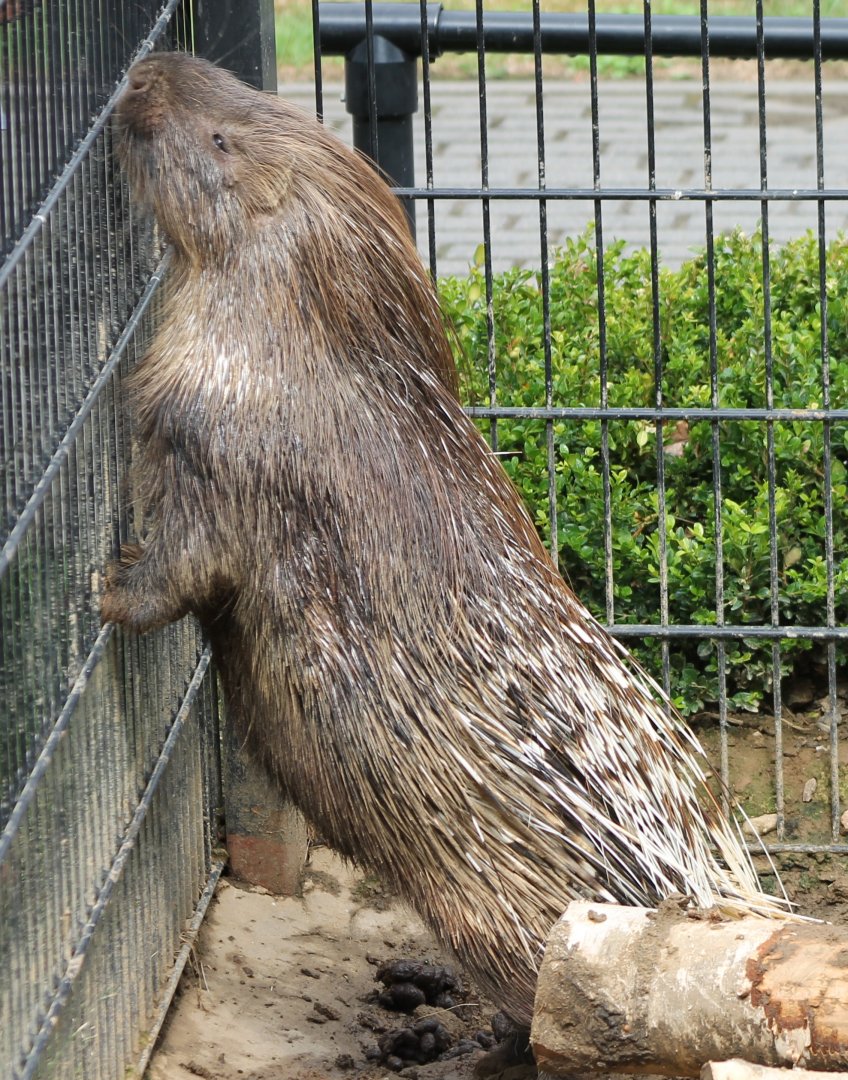 Indian crested porcupine