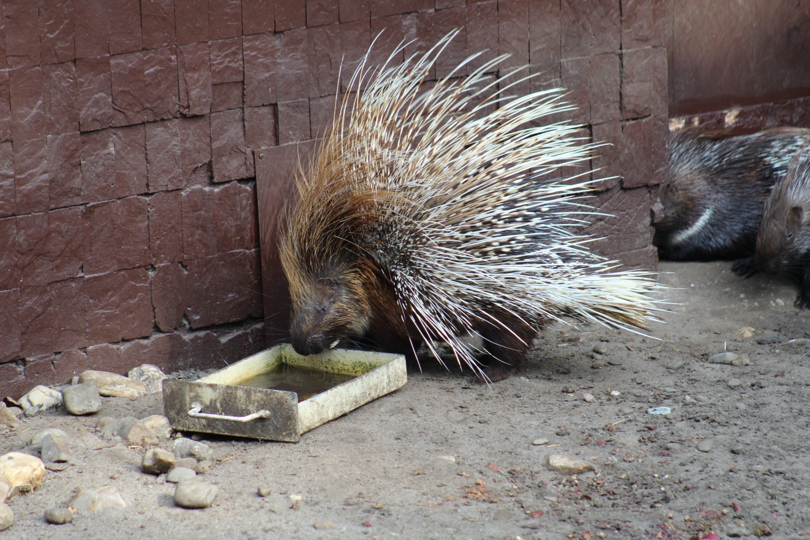 Indian Crested Porcupine