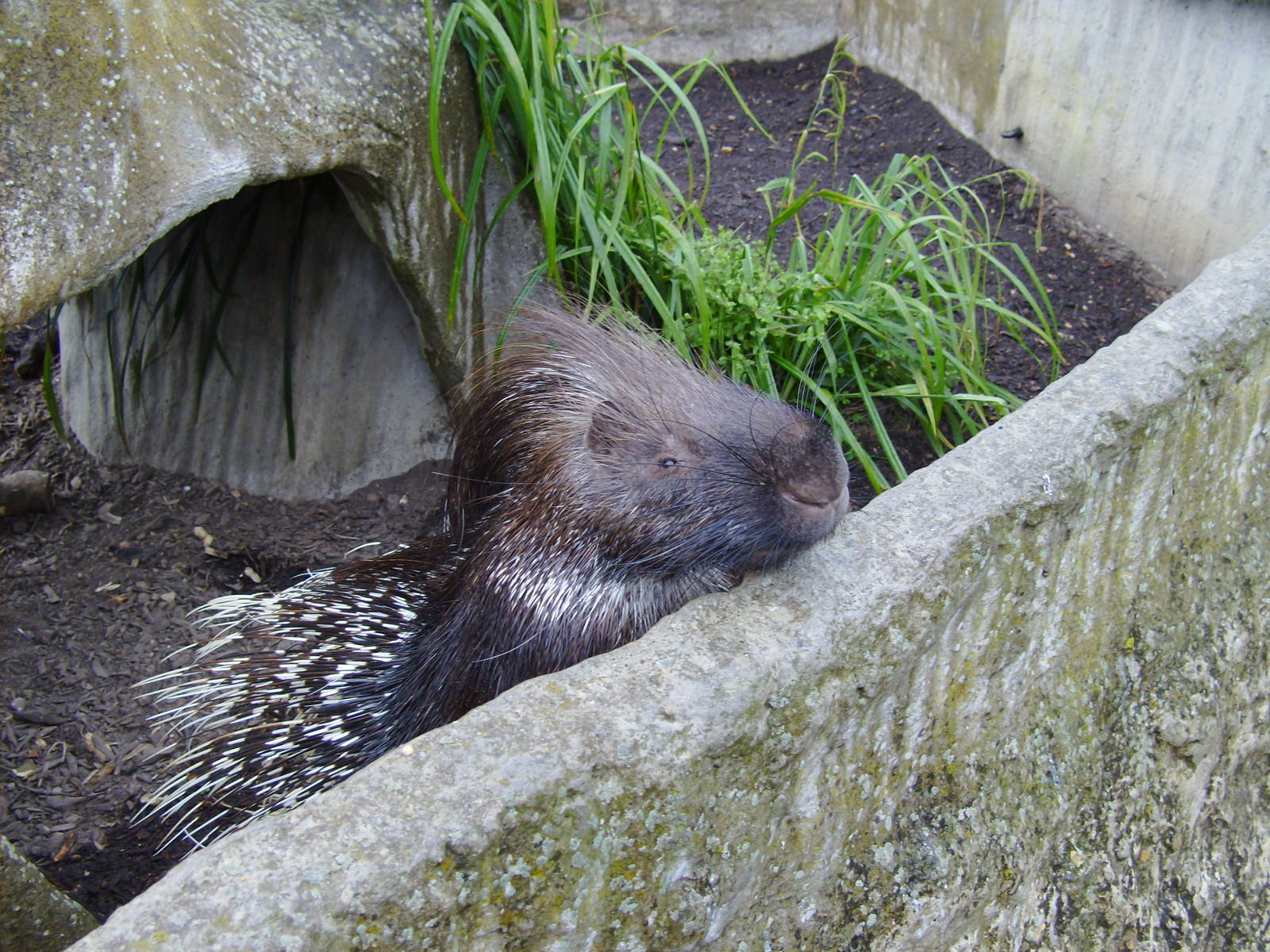 Indian Crested Porcupine
