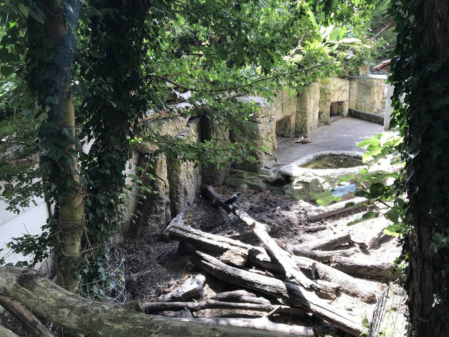 Indian crested porcupine