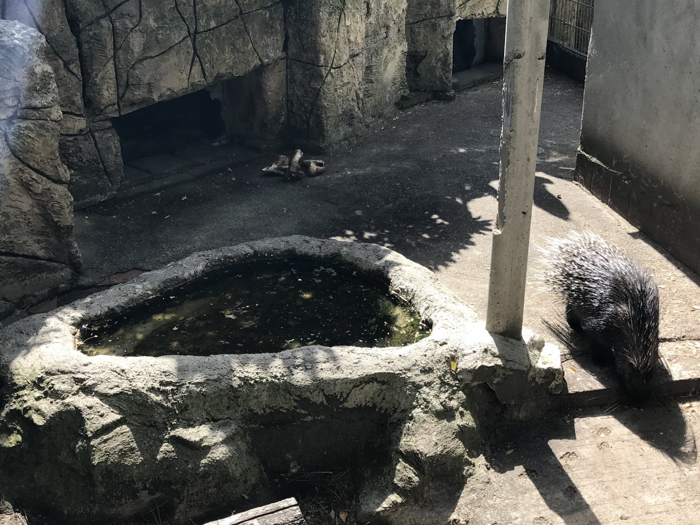Indian crested porcupine