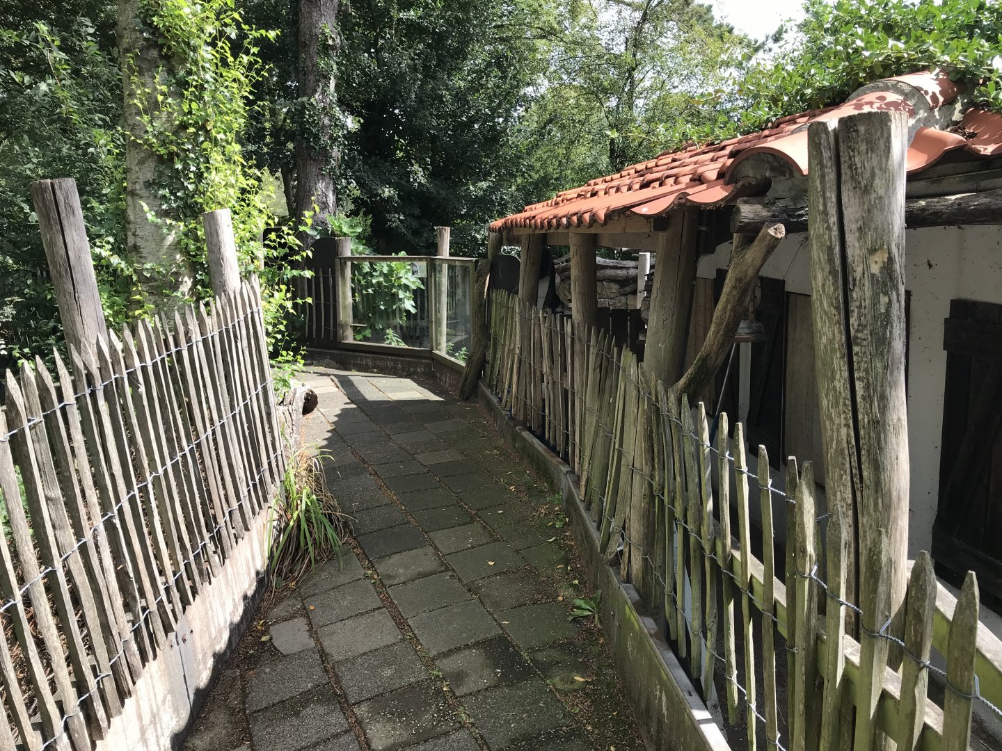 Indian crested porcupine