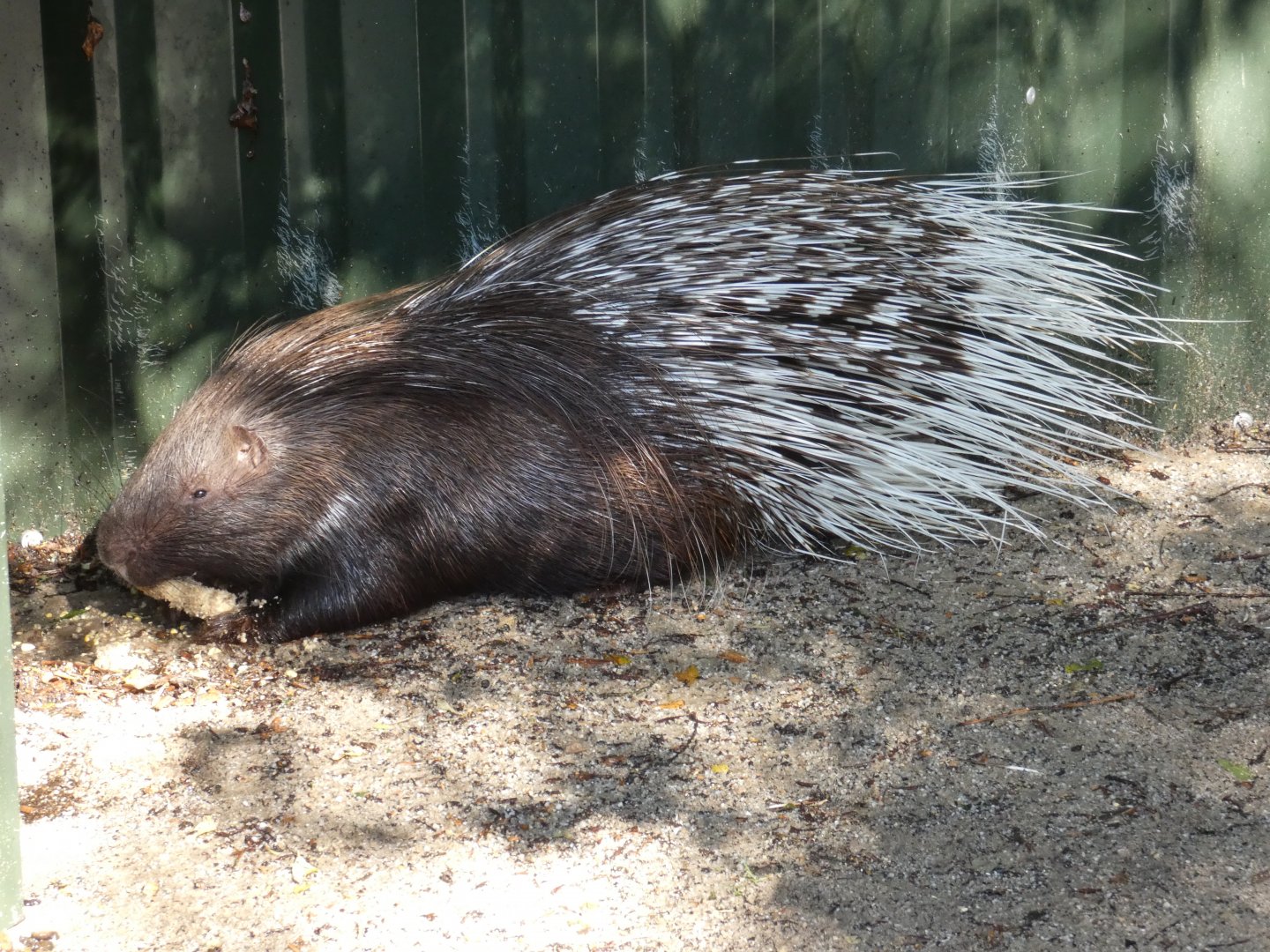 Indian Crested Porcupine