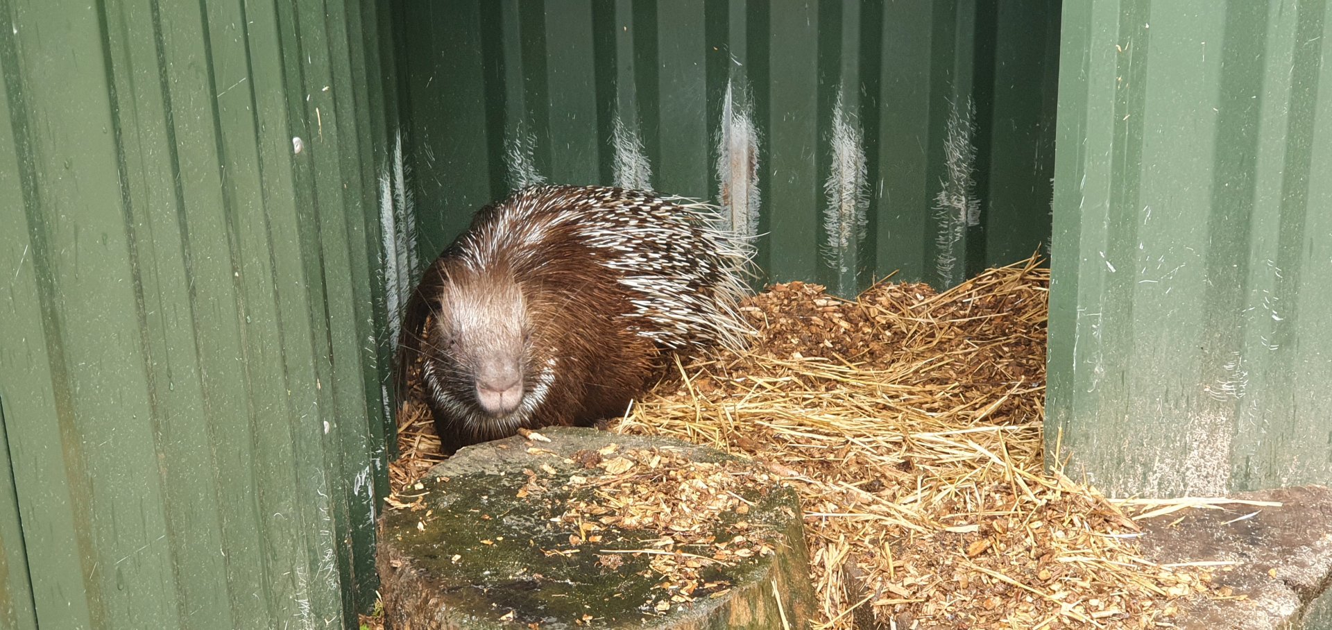 Indian crested porcupine