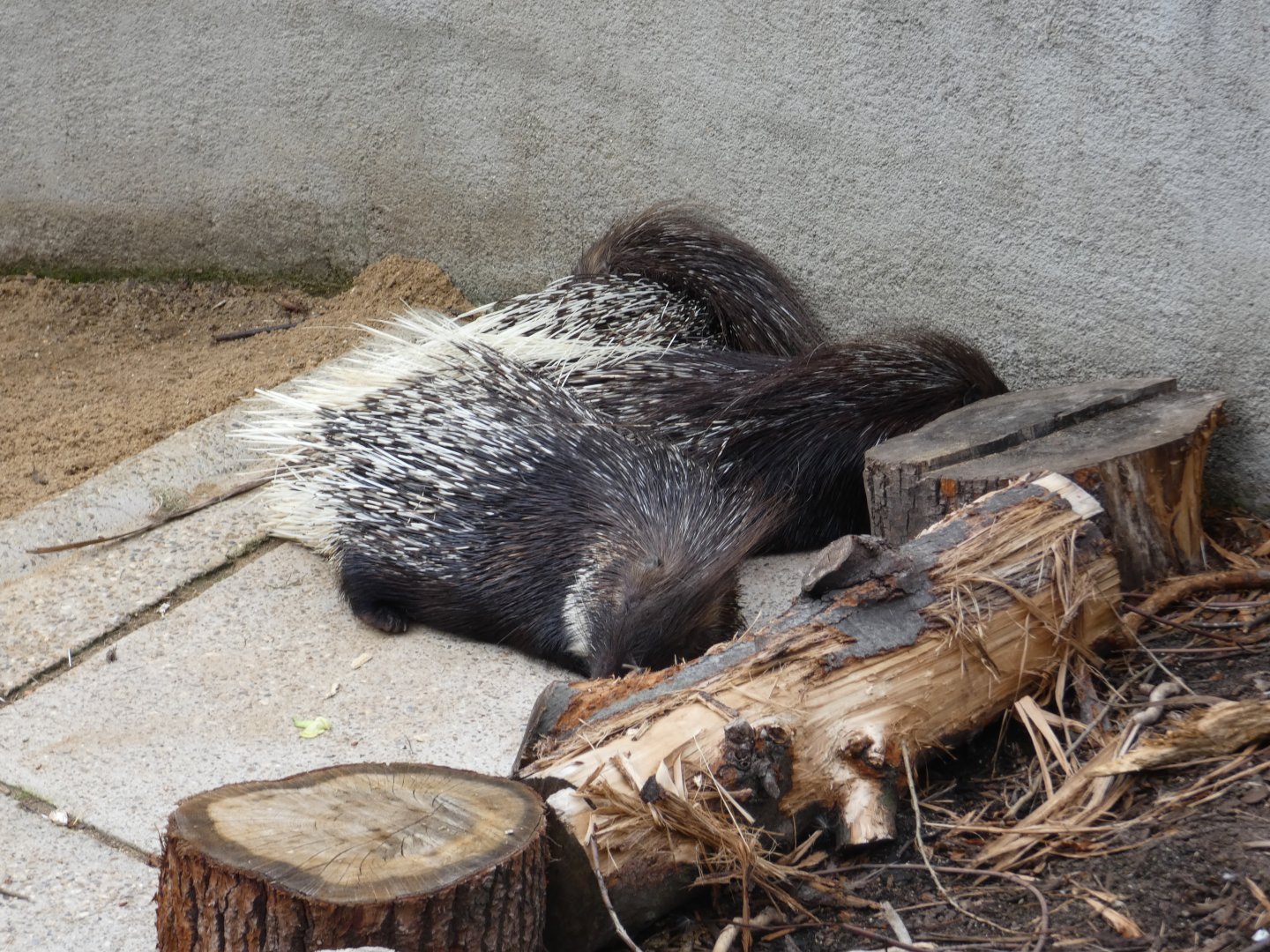 Indian crested porcupine