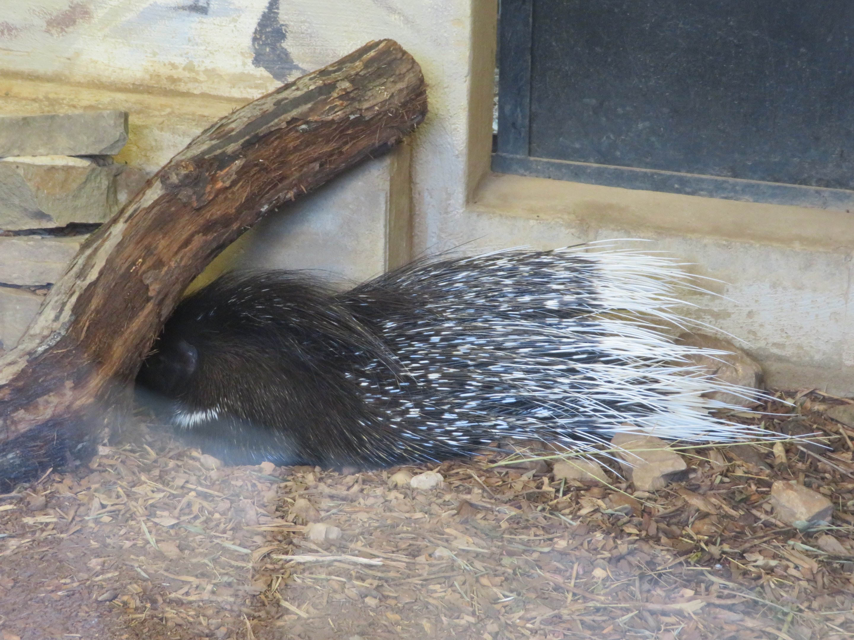Indian Crested Porcupine