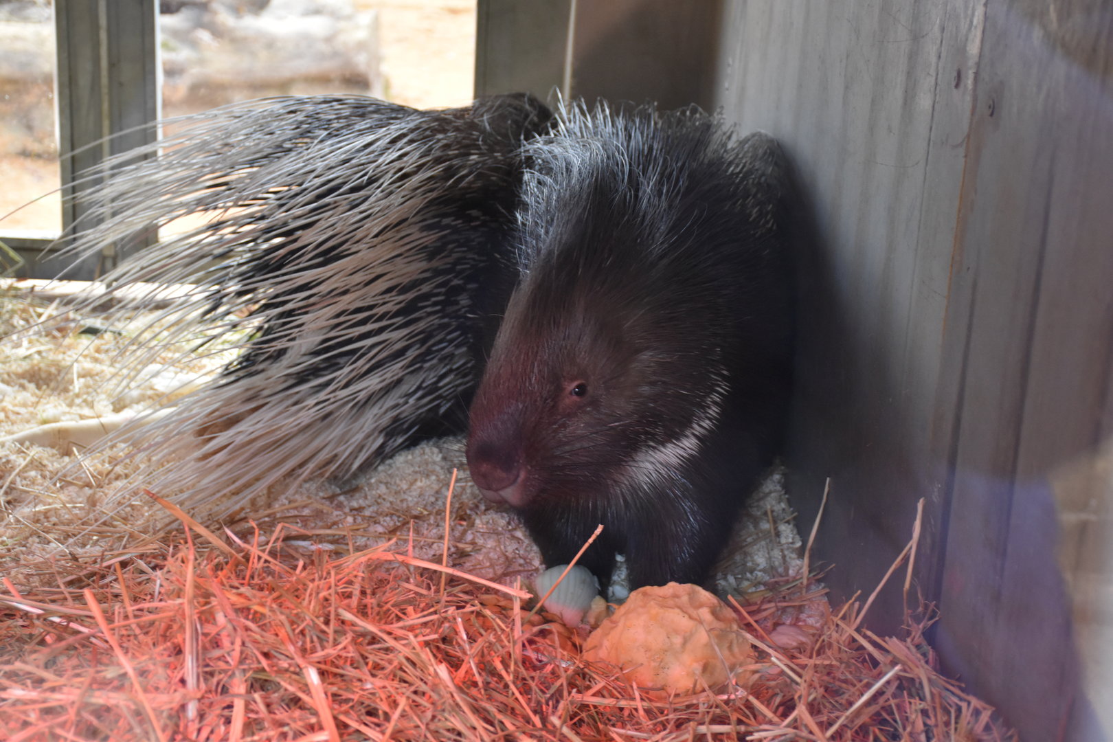 Indian crested porcupine