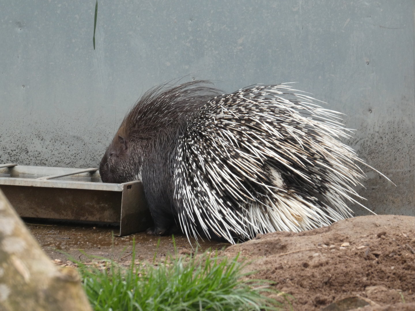 Indian crested porcupine