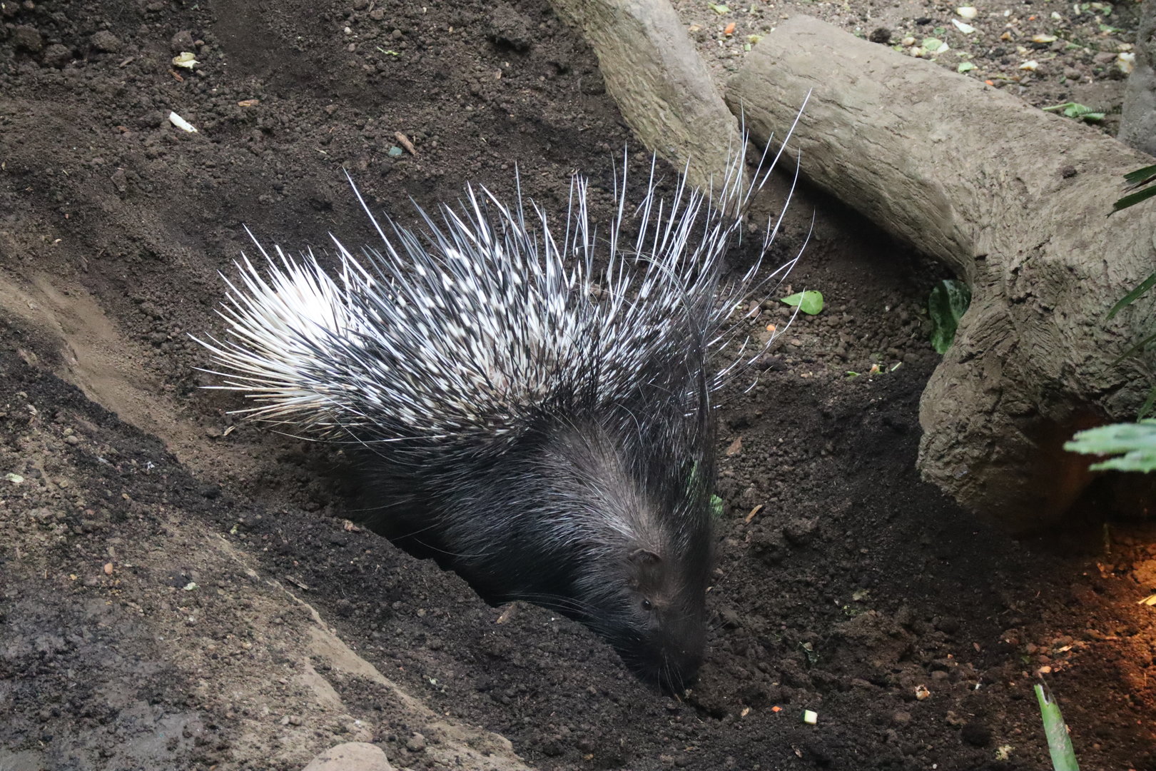 Indian Crested Porcupine