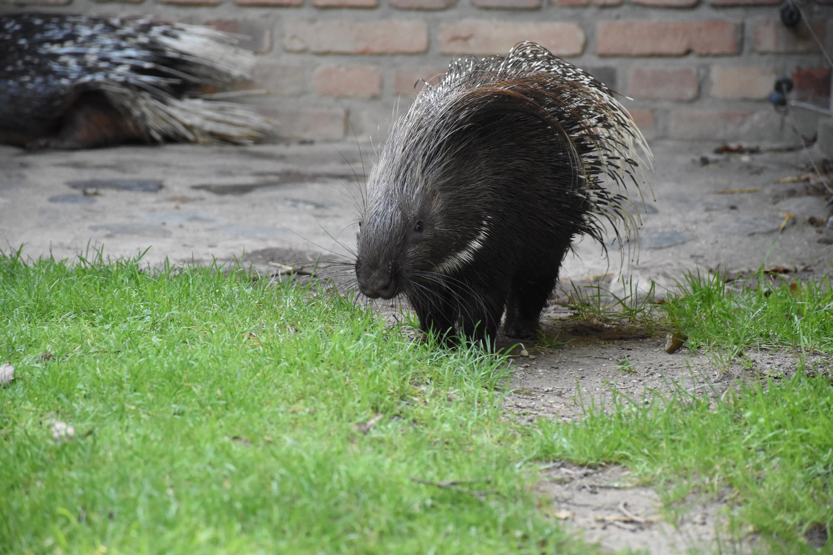 Indian crested porcupine