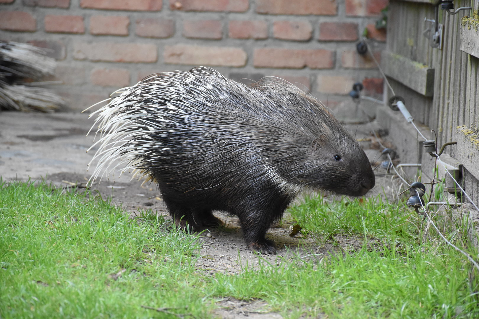 Indian crested porcupine