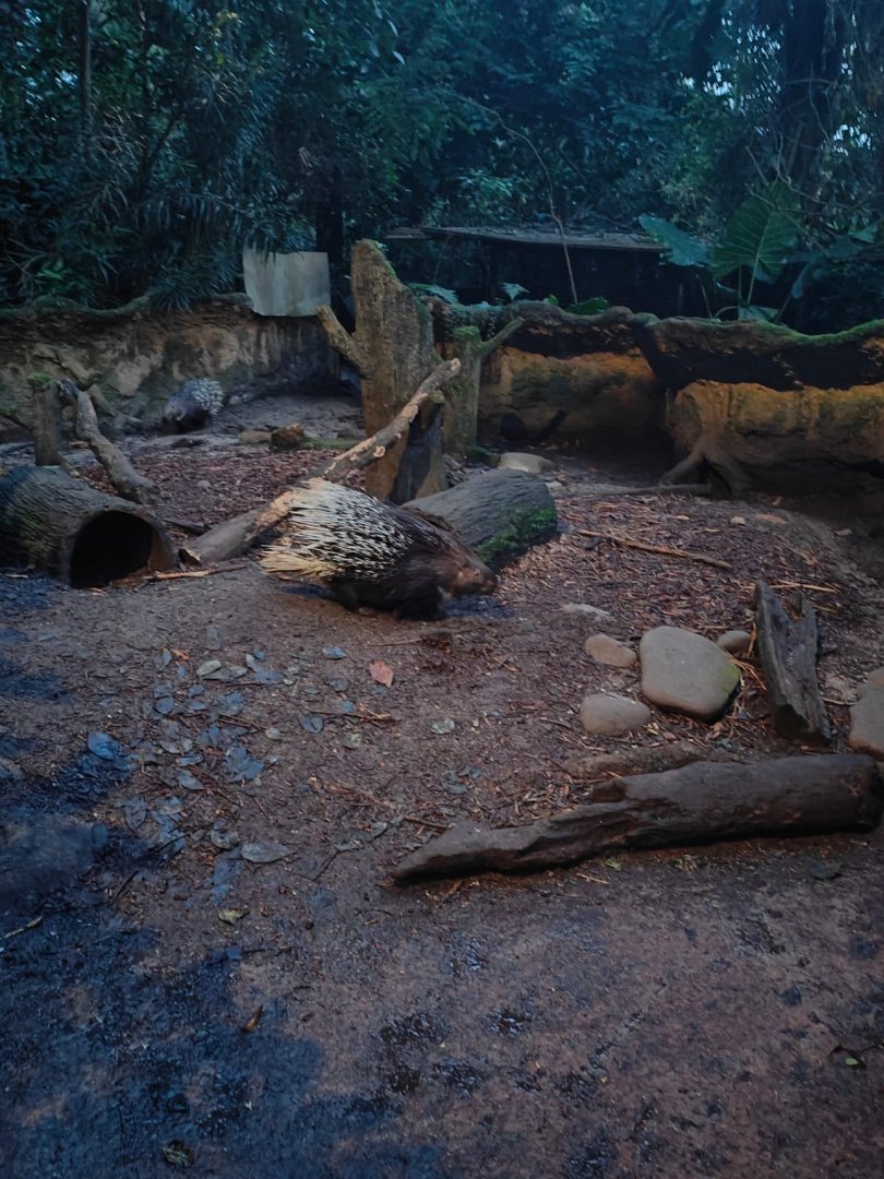 Indian Crested Porcupine