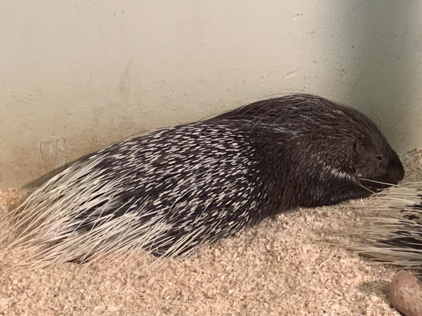 Indian crested porcupine