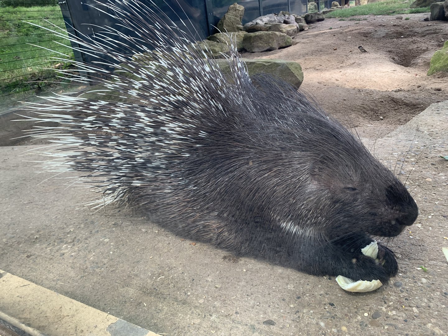 Indian crested porcupine